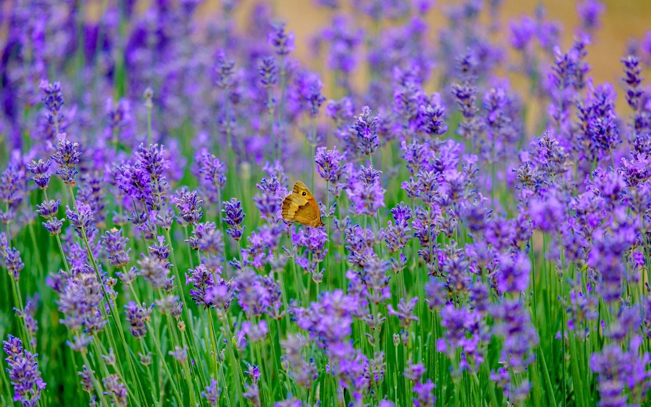 Violette Blumen werden von den Schmetterlingen bevorzugt. 