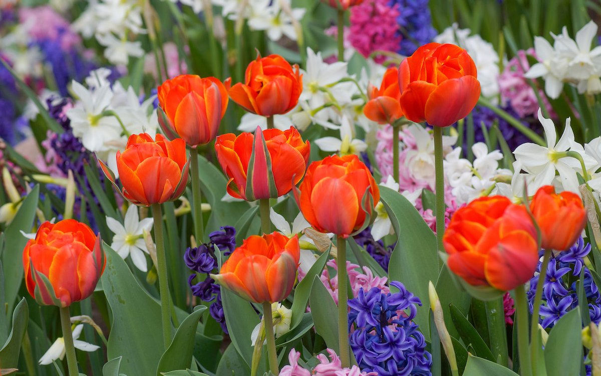 Tulpen, kombiniert mit Hyazinthen, die Zwiebeln sollten jetzt in die Erde gebracht werden. 