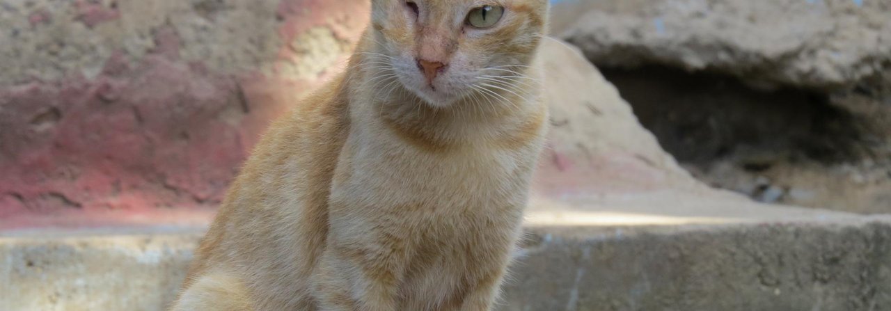 Wegen ihres fehlenden Auges konzentriert sich die Katze mehr auf Gehör- und Geruchssinn.