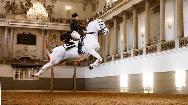 Die Capriole gehört zu den anspruchvollsten Lektionen der Dressur.