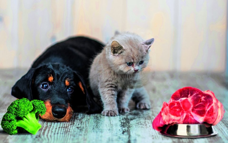 Hund und Katze schielen auf das Fleisch. Während die Katze tierisches Futter braucht, kann der Hund sich auch von Broccoli ernähren.