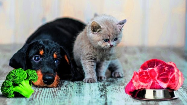 Hund und Katze schielen auf das Fleisch. Während die Katze tierisches Futter braucht, kann der Hund sich auch von Broccoli ernähren.