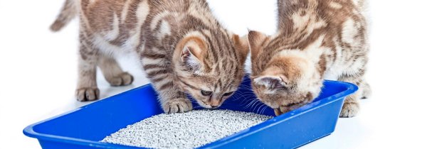 Damit die Wohnung nicht nach Büsi riecht - tierwelt.ch