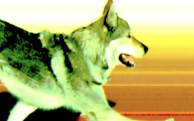 Überraschender Foto-Finish: Der Wolfhund im Ziel.