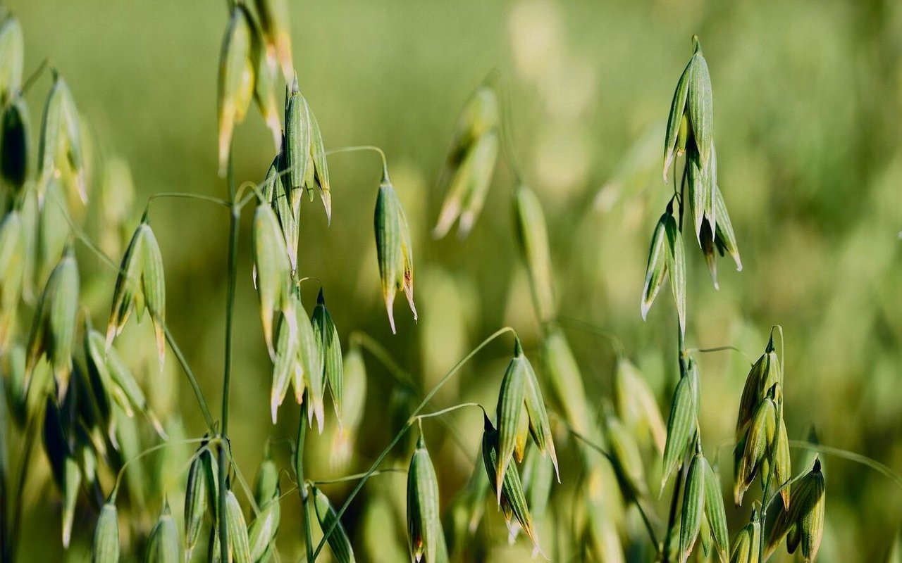 Wo früher vor allem Futtermais geerntet wurde, wird heute Getreide wie Hafer für die menschliche Ernährung kultiviert.