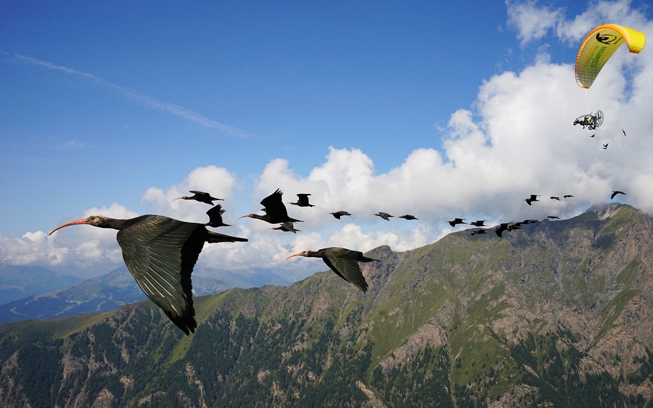 Waldrappe im Flug zusammen mit ihrer Ziehmutter. 