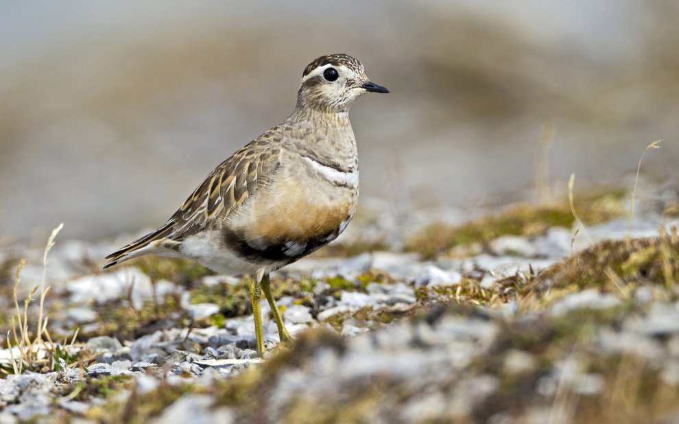 Der Mornellregenpfeifer ist eine der wenigen Vogelarten, bei denen die Geschlechtsrollen vertauscht sind.