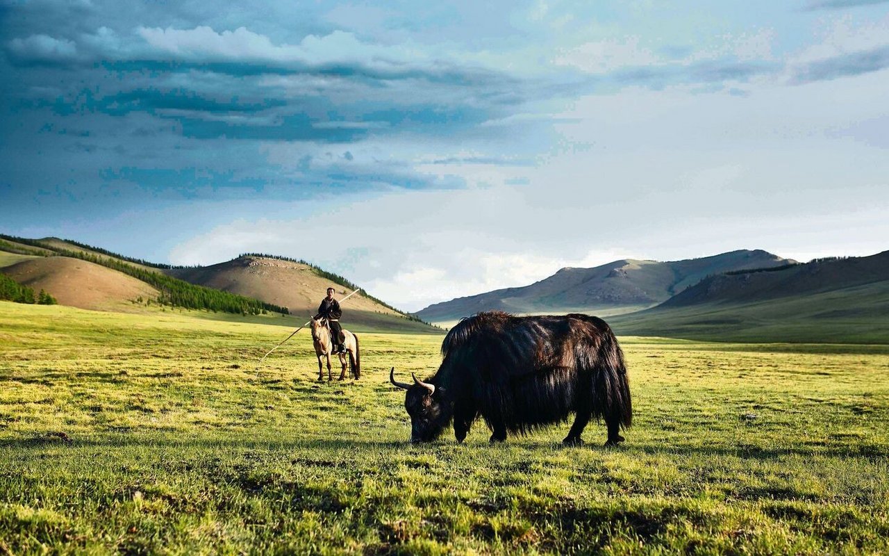 Hausyaks leben im Asiatischen Hochgebirge.