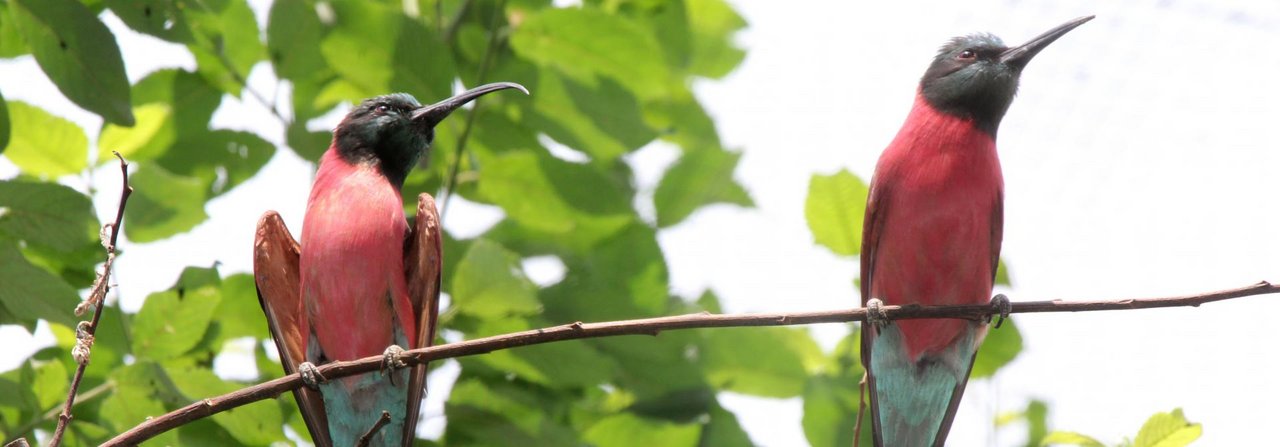 Scharlachspinte im Zoo Basel