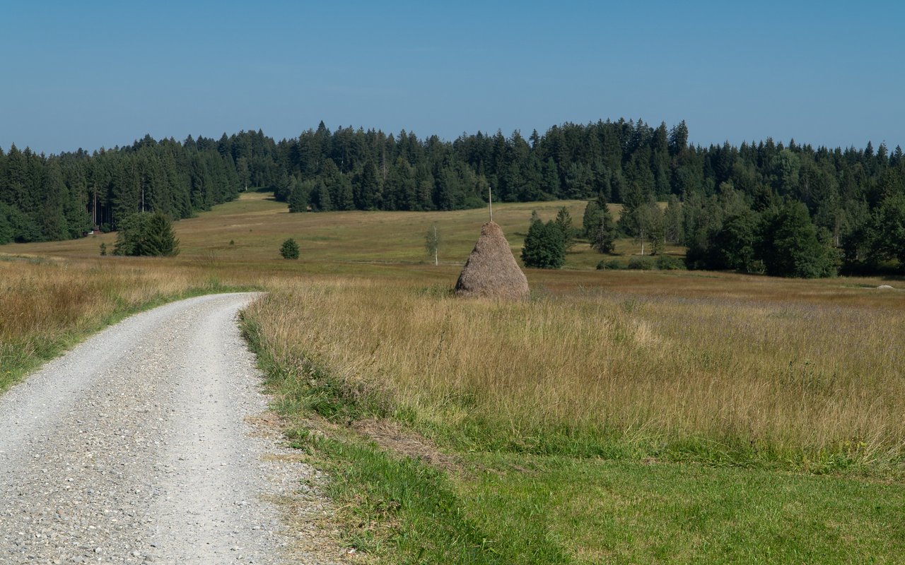 Die Rundtour im Moor Schwantenau startet bei grünen Feldern und führt in das Moor im Hintergrund des Bildes.