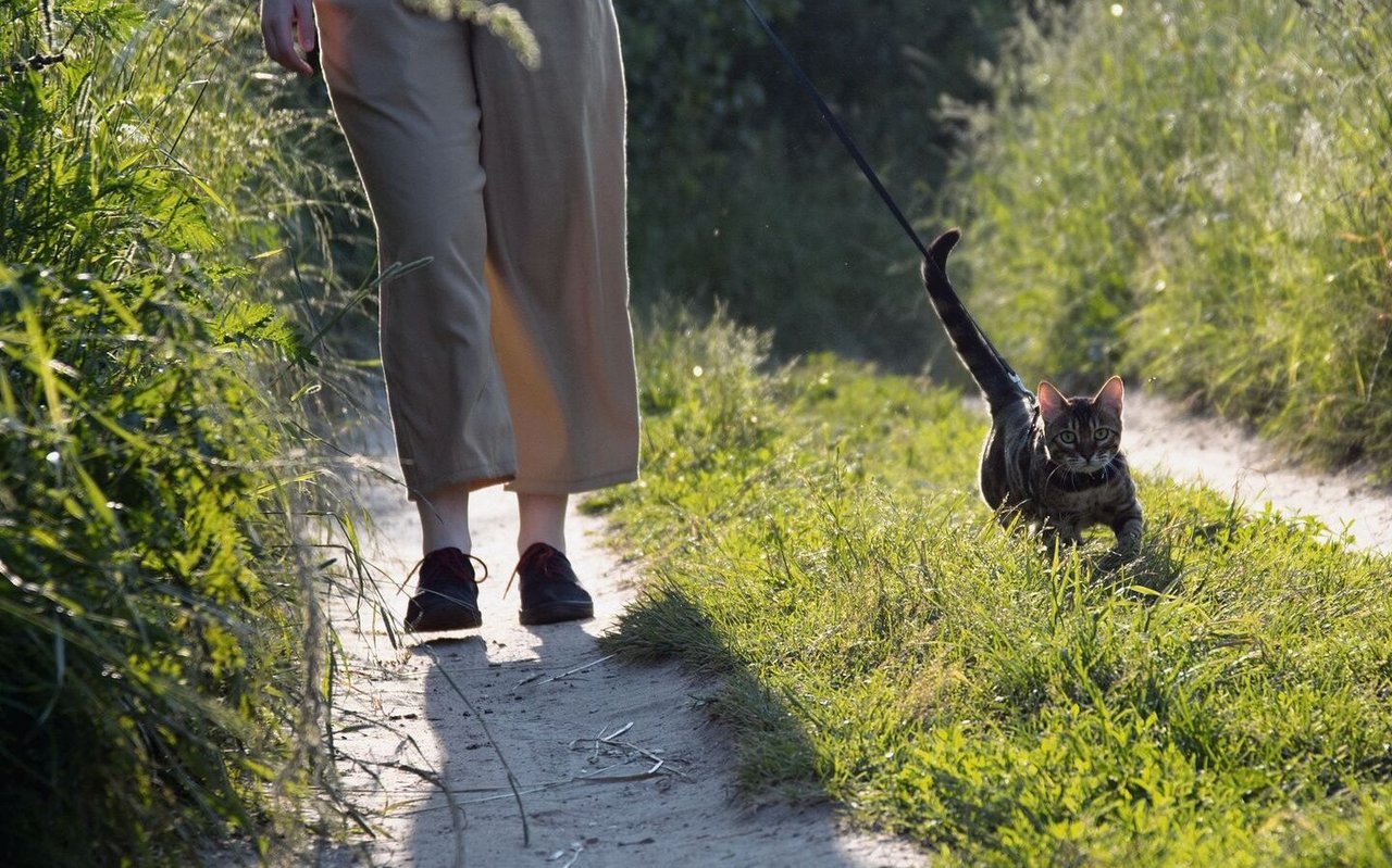 Mit der Katze spazieren zu gehen, stärkt das Vertrauen.