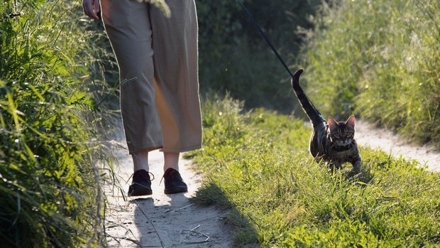 Mit der Katze spazieren zu gehen, stärkt das Vertrauen.