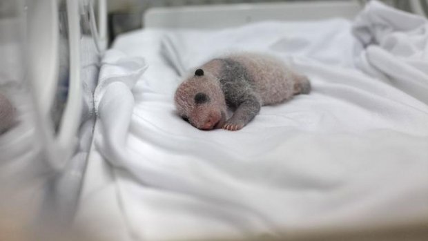 panda-baby.jpg
