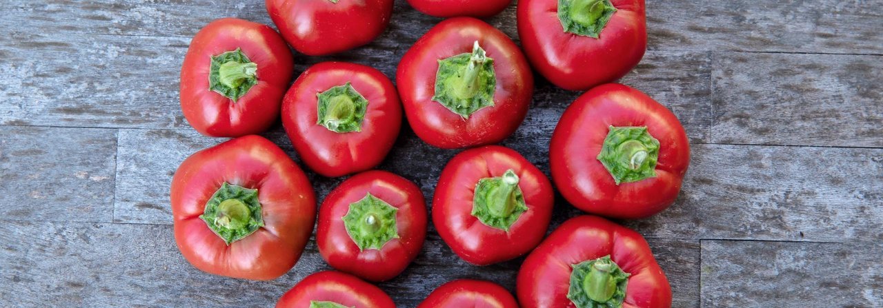 Die Früchte der Peperoni «Cherry Bomb» sind so gross wie Baumnüsse und schmecken süsslich.