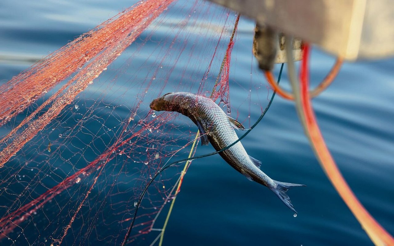 An diesem Morgen haben sich rund 15 Kilogramm Fisch in den Netzen von Nils Hofer verfangen.