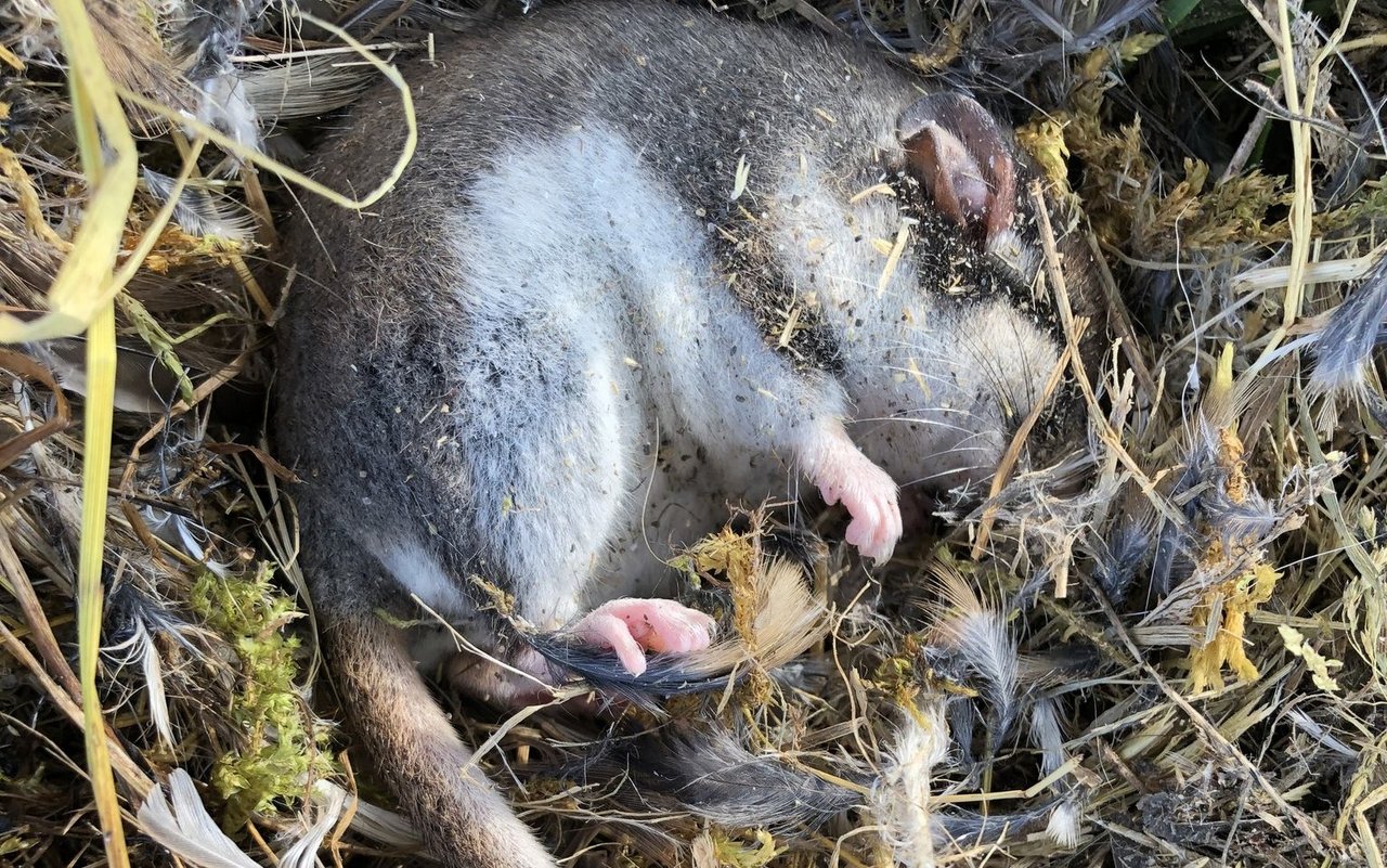 Das ist der erste Gartenschläfer der nach hundert Jahren wieder im Kanton Solothurn entdeckt wurde. 