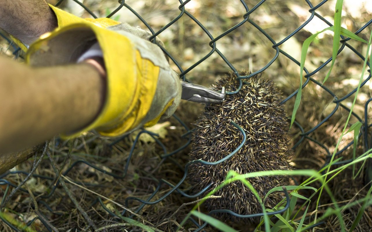 Viele Igel bleiben in Zäunen stecken und erleiden beim Befreiungsversuch Verletzungen. Schneiden Sie den Igel heraus und bringen Sie ihn zur Kontrolle zum Tierarzt.