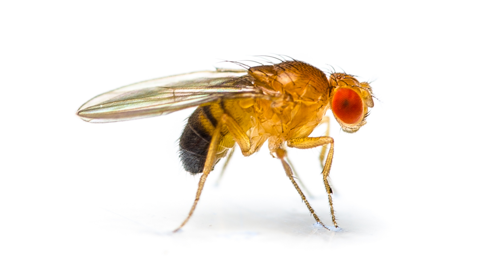 Taufliege (Drosophila melanogaster)