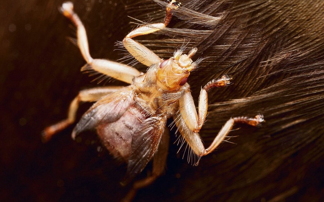 Die Mauerseglerlausfliege findet neue Wirte durch den Kontakt zwischen den Vögeln, weshalb sie keine voll ausgebildeten Flügel braucht.