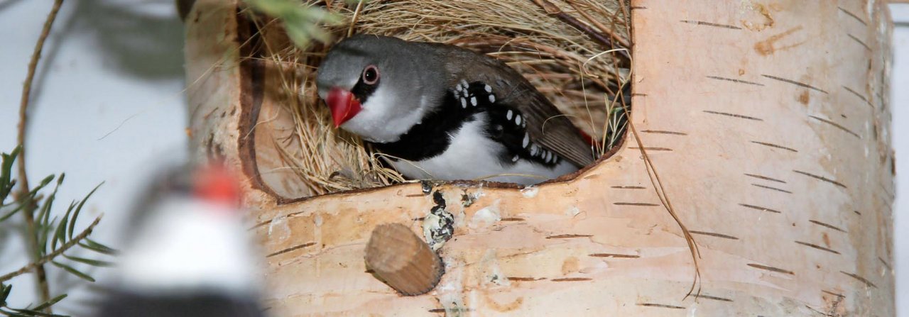 Dieser Diamantfink hat ein Nest in einen halb offenen Nistkasten gebaut.