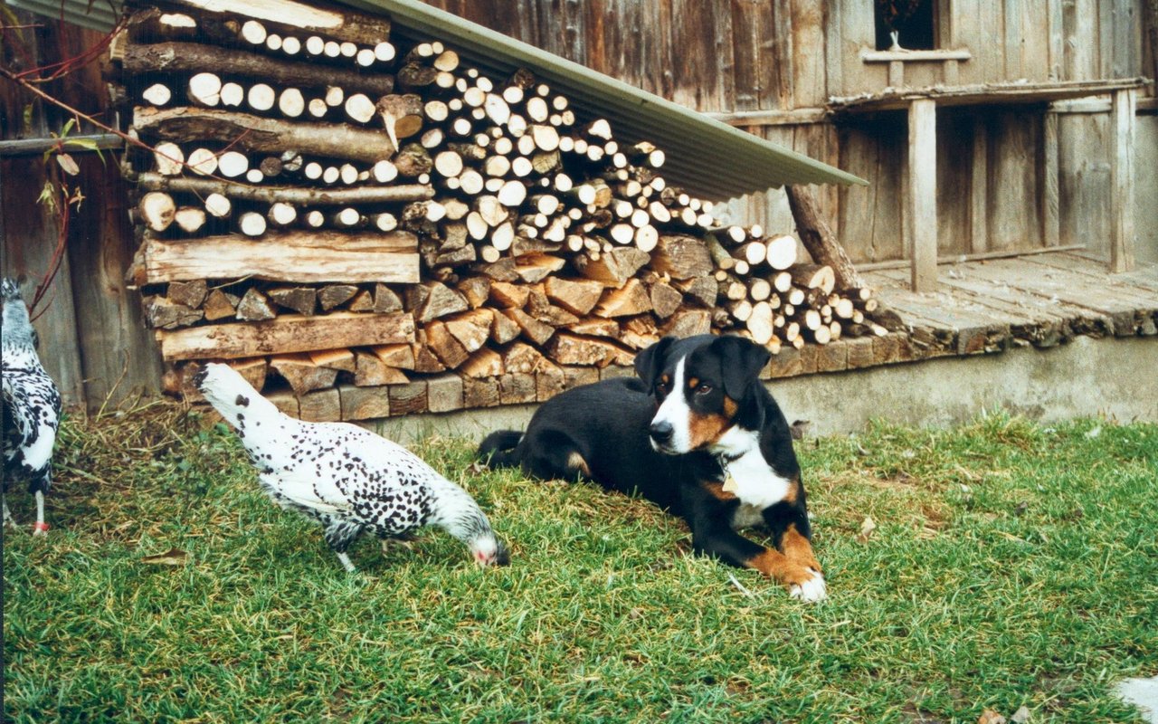 Viele kennen die Rasse als klassische Hofhunde. 