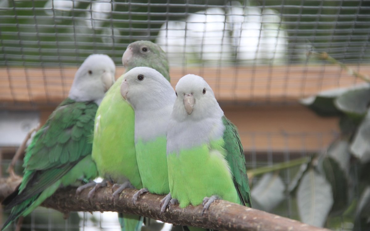Nur männliche Grauköpfchen haben graue Köpfe. 