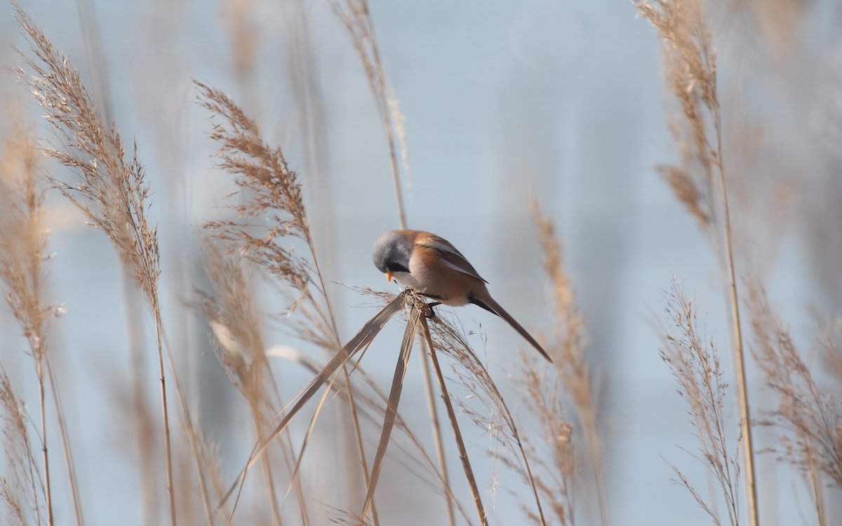 Bartmeisen ernähren sich besonders im Winter von Samen des Schilfes. 