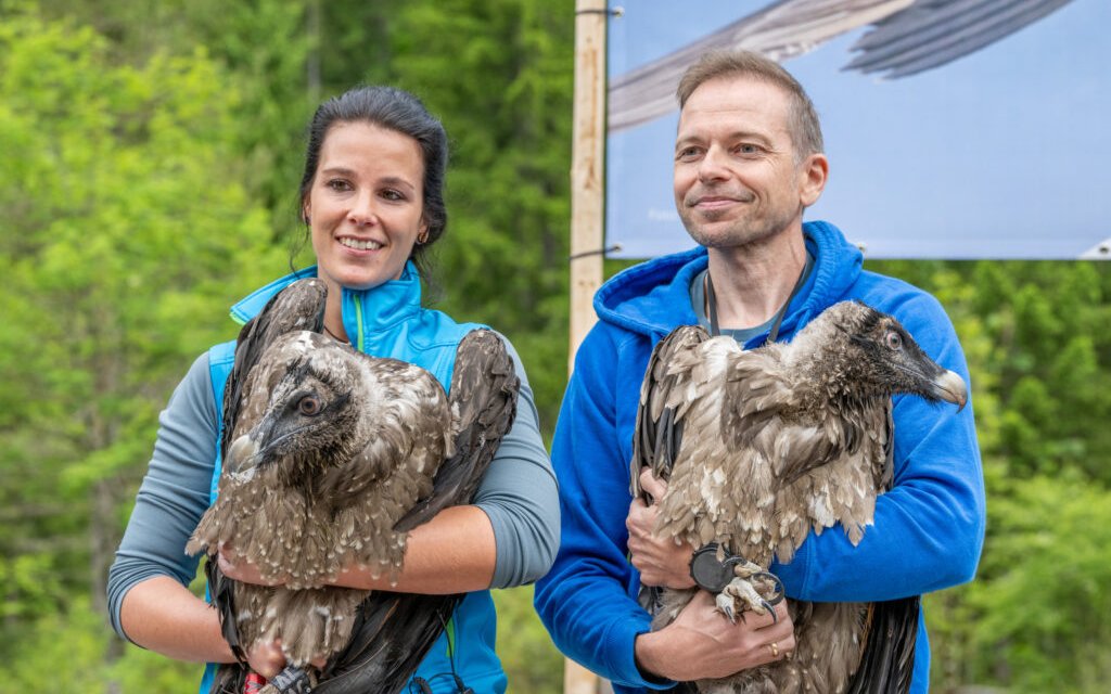 Die jungen Bartgeier Generl (links) und Luisa (rechts) wurden im Nationalpark Berchtesgaden der Öffentlichkeit vorgestellt.