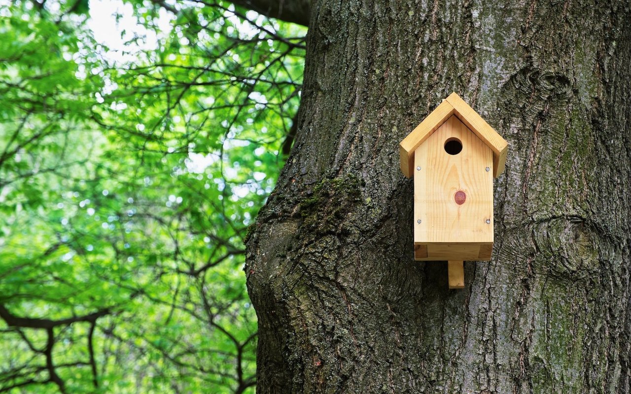 Bird house on a tree. Wooden birdhouse, nesting box for songbirds in park.