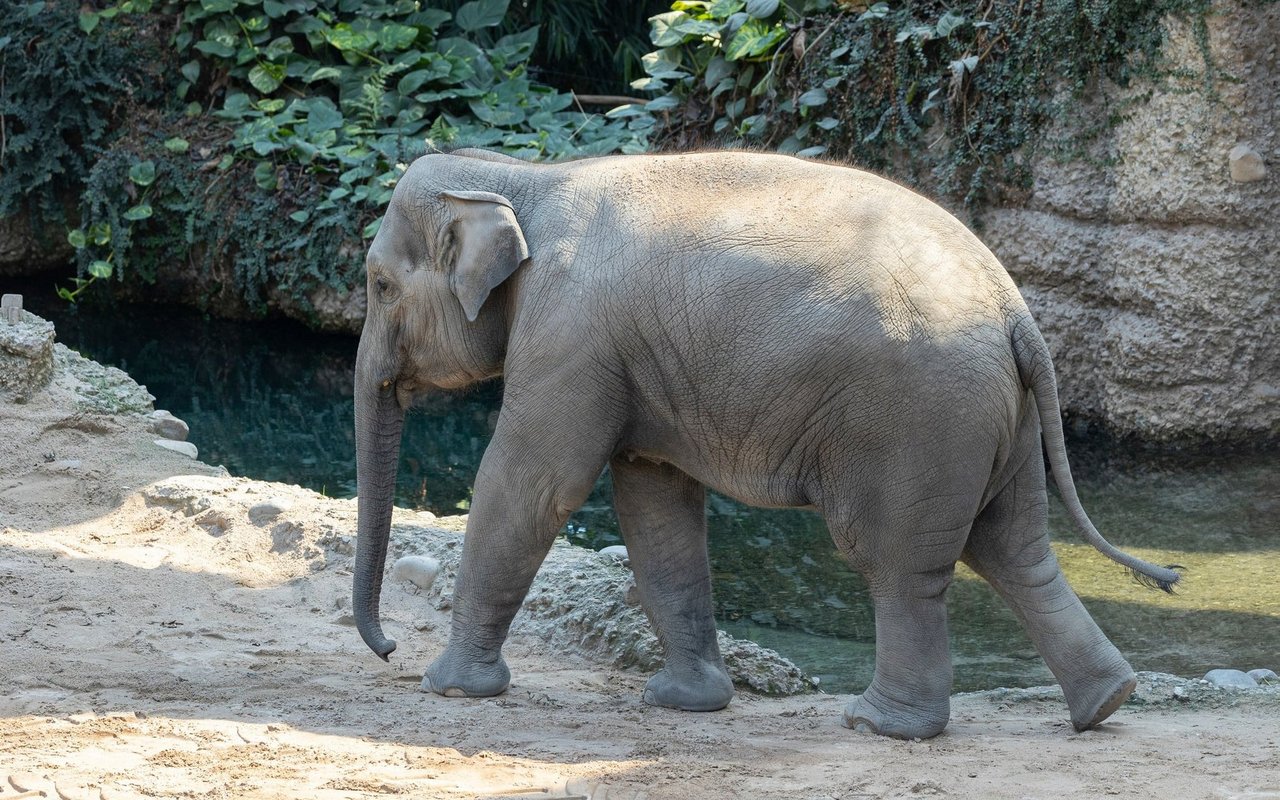 Ruwani Mitte Juli im Kaeng Krachan Elefantenpark.