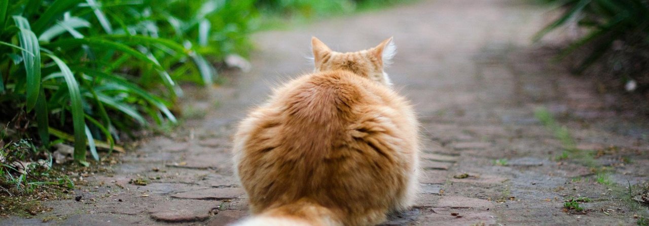 Der Schwanz der Katze ist ihr Stimmungsbarometer.