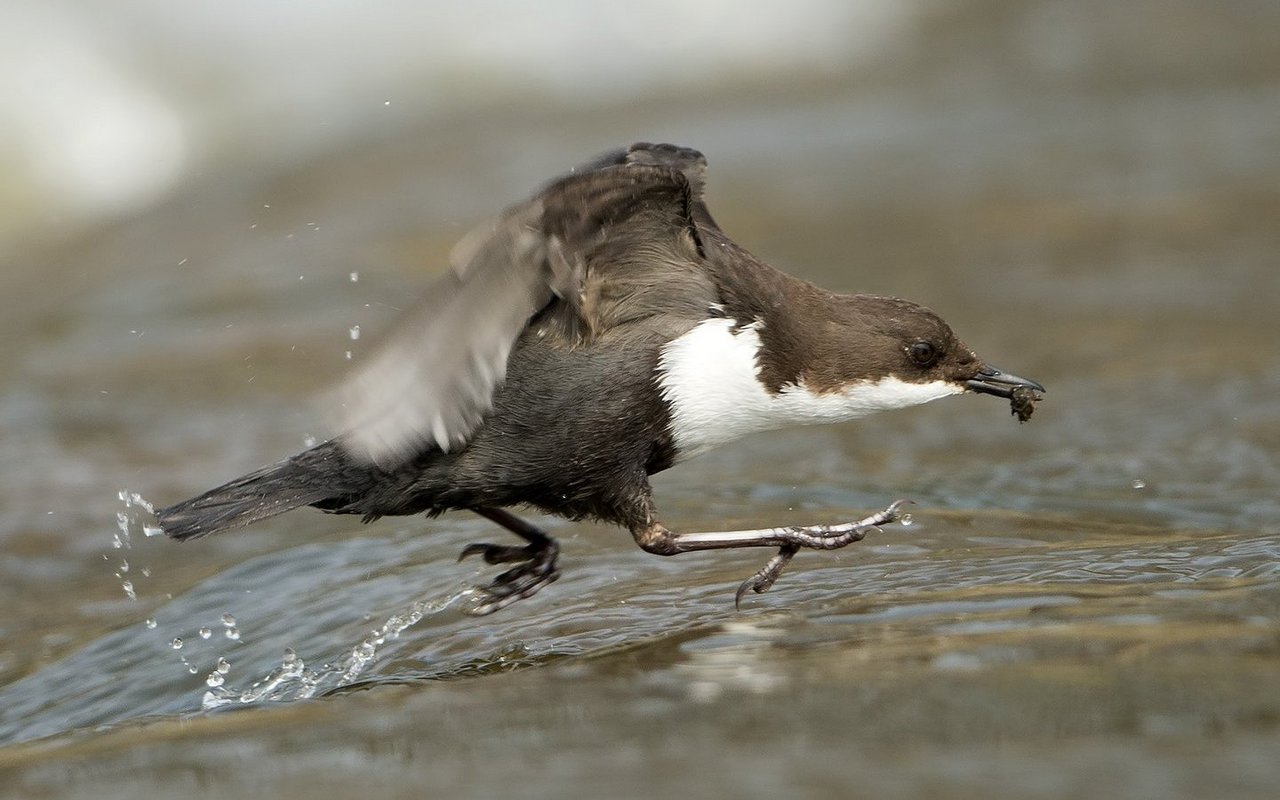 Die Wasseramsel sucht im natürlichen Flussbett ihre Nahrung: Wasserinsekten wie Köcherfliegenlarven. 