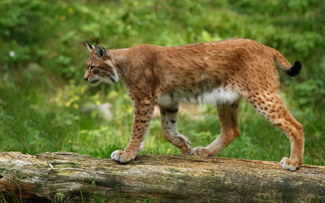 Dichte, breite Haarpolster an den Pfoten verhindern, dass der Luchs im Schnee tief einsinkt.