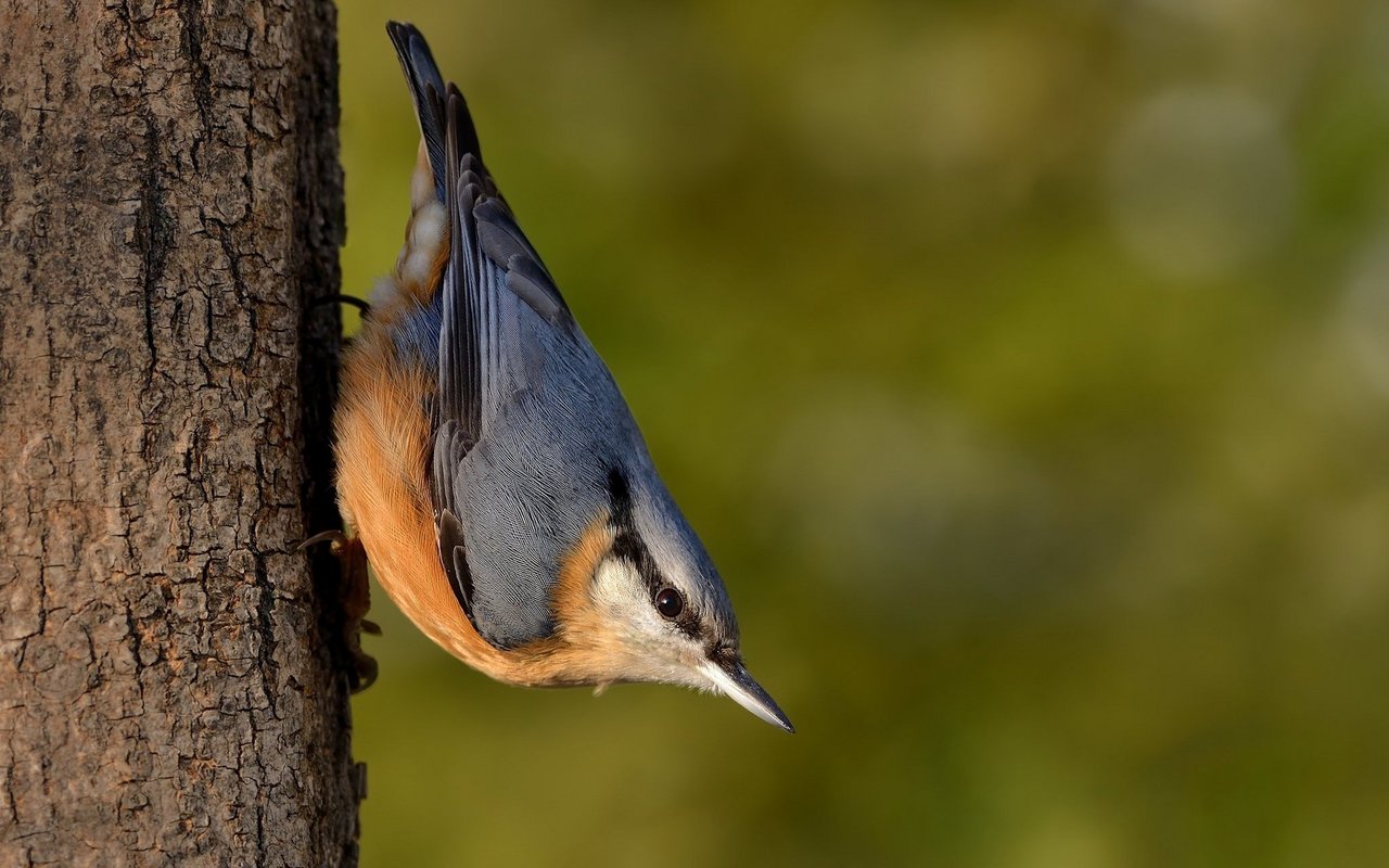 Als einziger Vogel kann der Kleiber kopfüber den Stamm herunterlaufen.