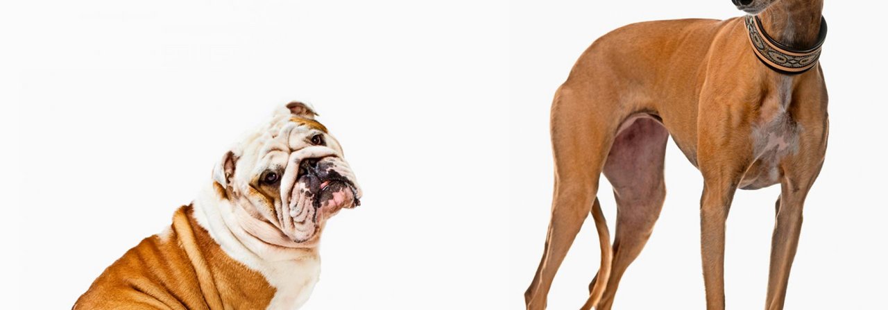Die Englische Bulldogge wirkt auf andere Hunde aggressiv, während der Spanische Galgo, ein Windhund, beschwinchtigende Signale aussendet.