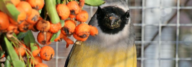 Maskengimpel mit Futterpflanzen