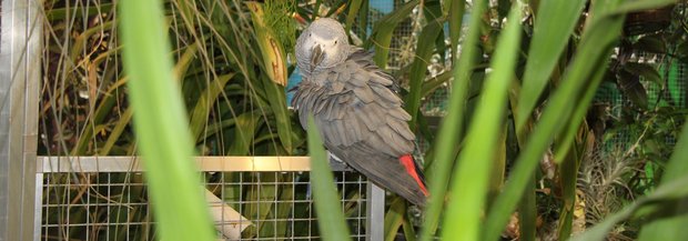 Graupapagei in Zimmer mit vielen Pflanzen