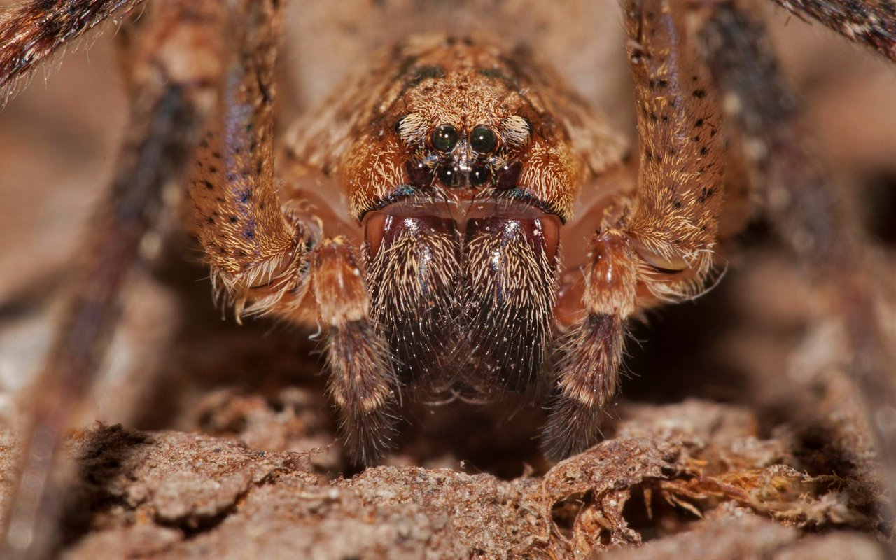 Die Nosferatu-Spinnen haben bis zu fünf Zentimeter lange Beine.
