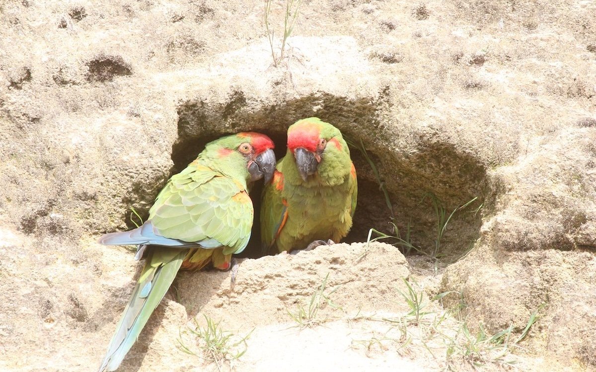 Wie im bolivianischen Felsental in den Anden: Rotohraras an einer Felsenhöhle im Bioparc von Doué-la-Fontaine. 
