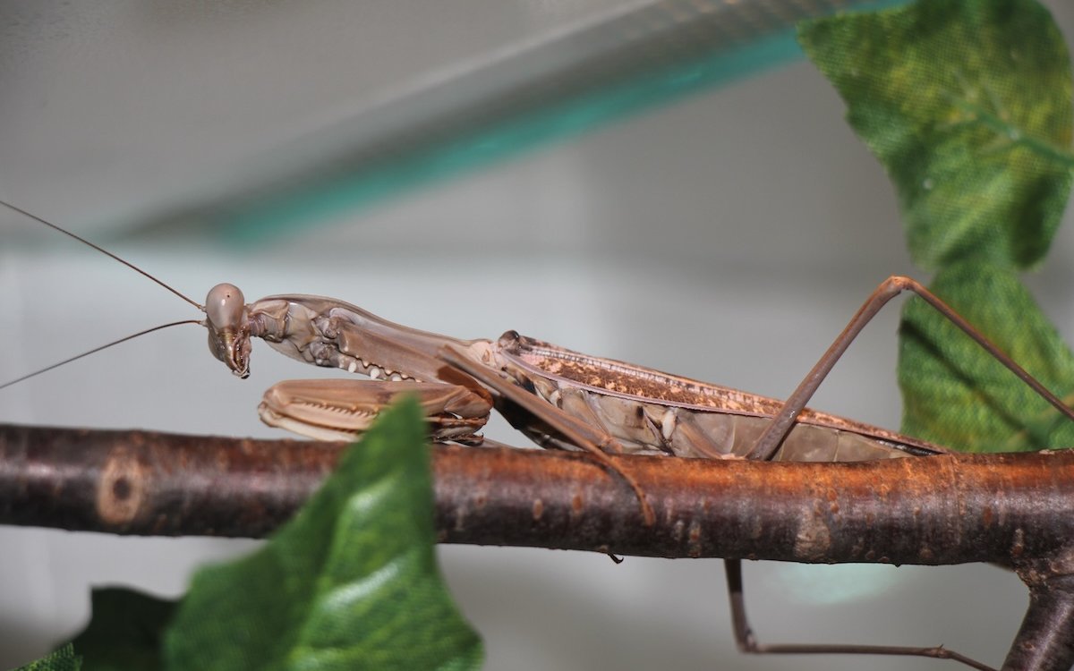 Hierodula timorensis in einem Terrarium bei Michael Casutt. 