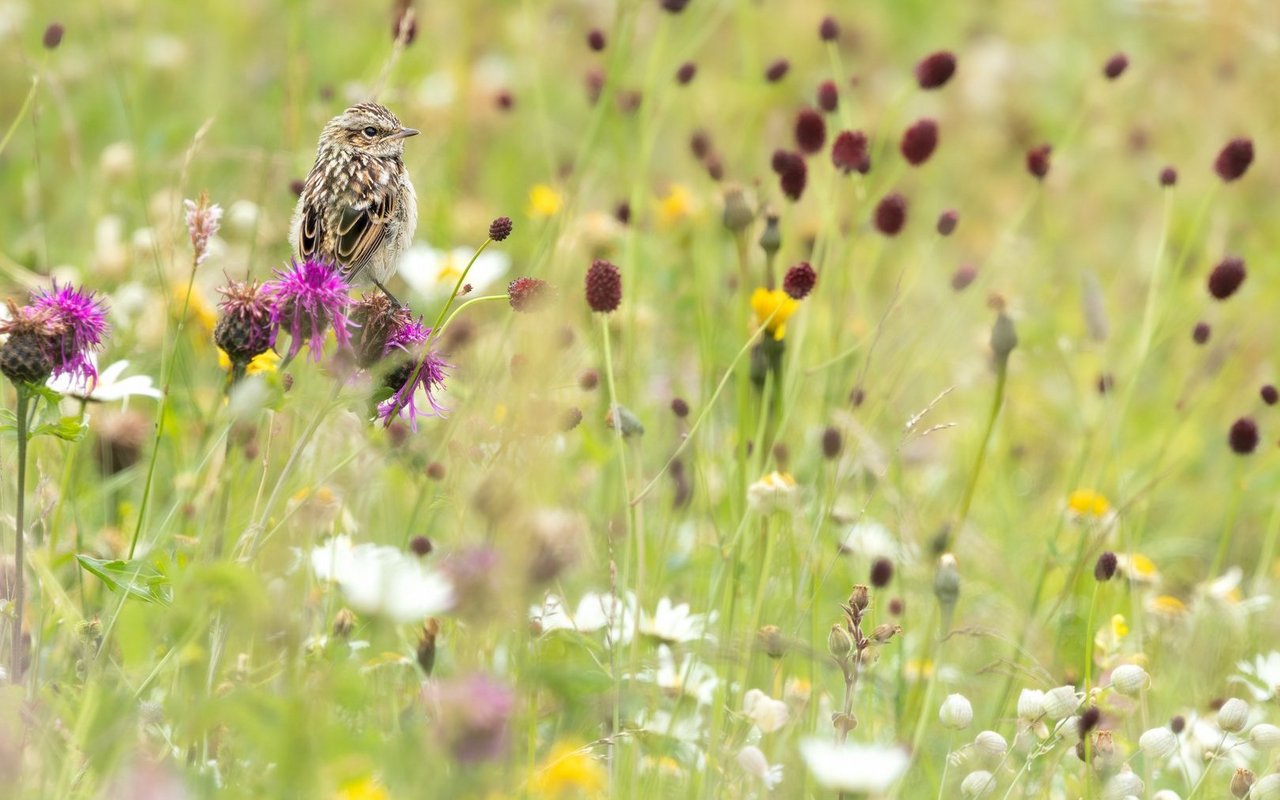 Um erfolgreich brüten zu können, sind Braunkehlchen auf spät gemähte Blumenwiesen angewiesen. 