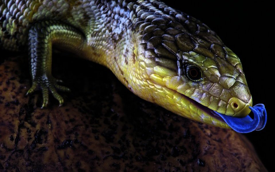 Bei Fressfeinden des Blauzungenskinks zeigt ein Hauch von Blau grosse Wirkung.