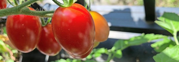 Tomaten an Staude