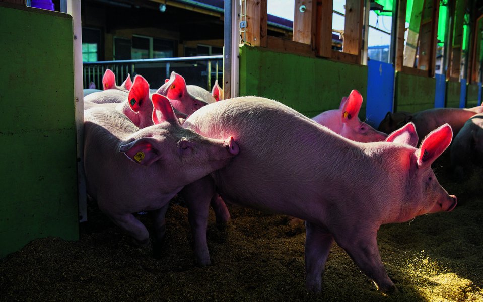 Kaum ist das Tor offen, erobern die Schweine ihren Spielplatz.