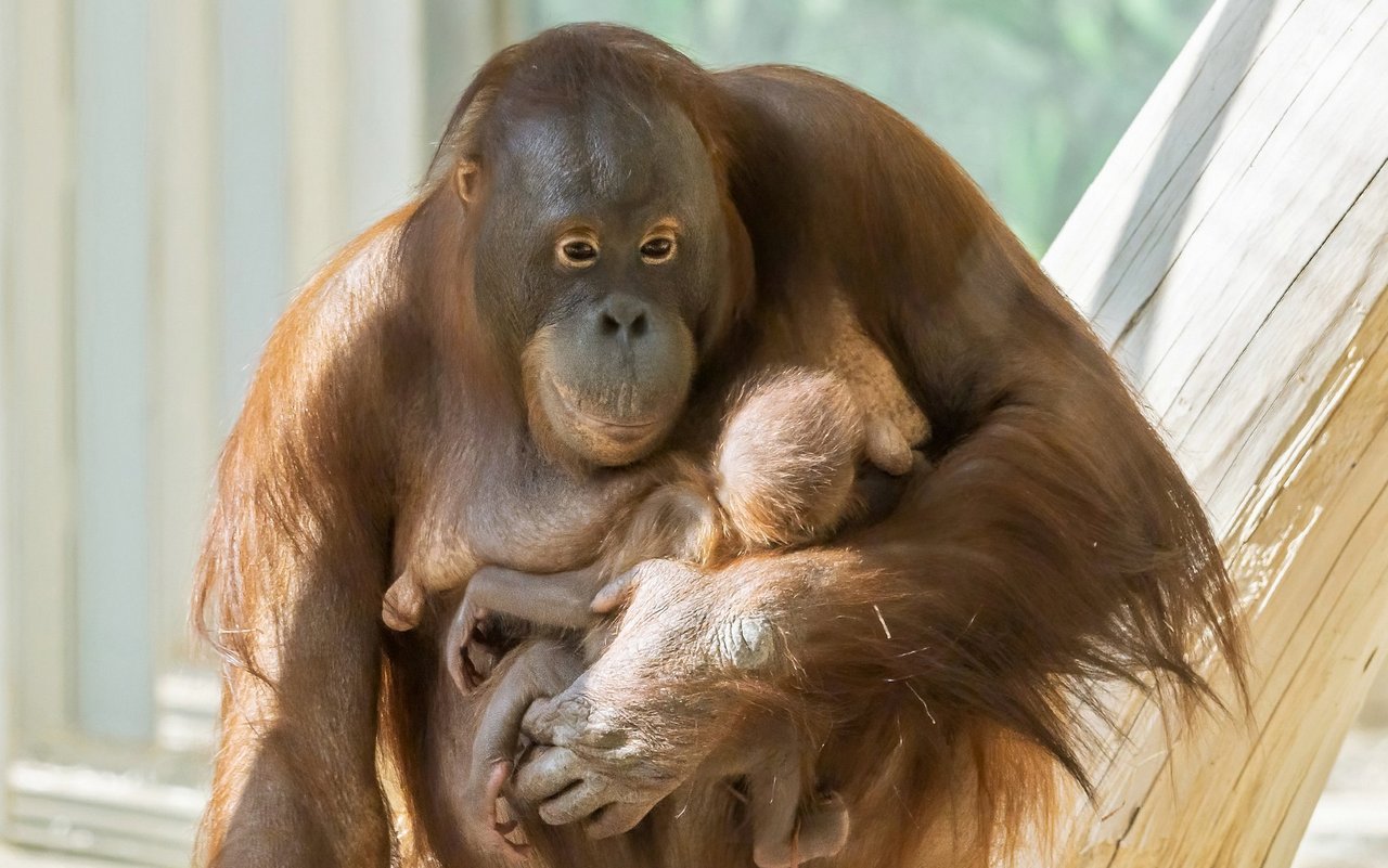 Die Bemühungen des Tiergarten für Orang-Utan-Nachwuchs haben sich gelohnt. 