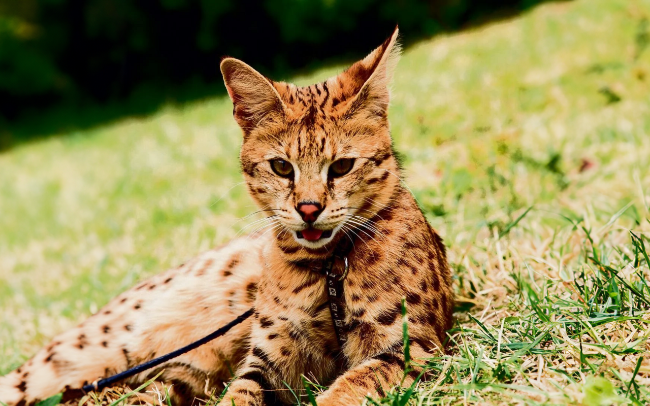 Die Savannah-Katze ist durch die Kreuzung eines Servals mit einer Hauskatze entstanden.