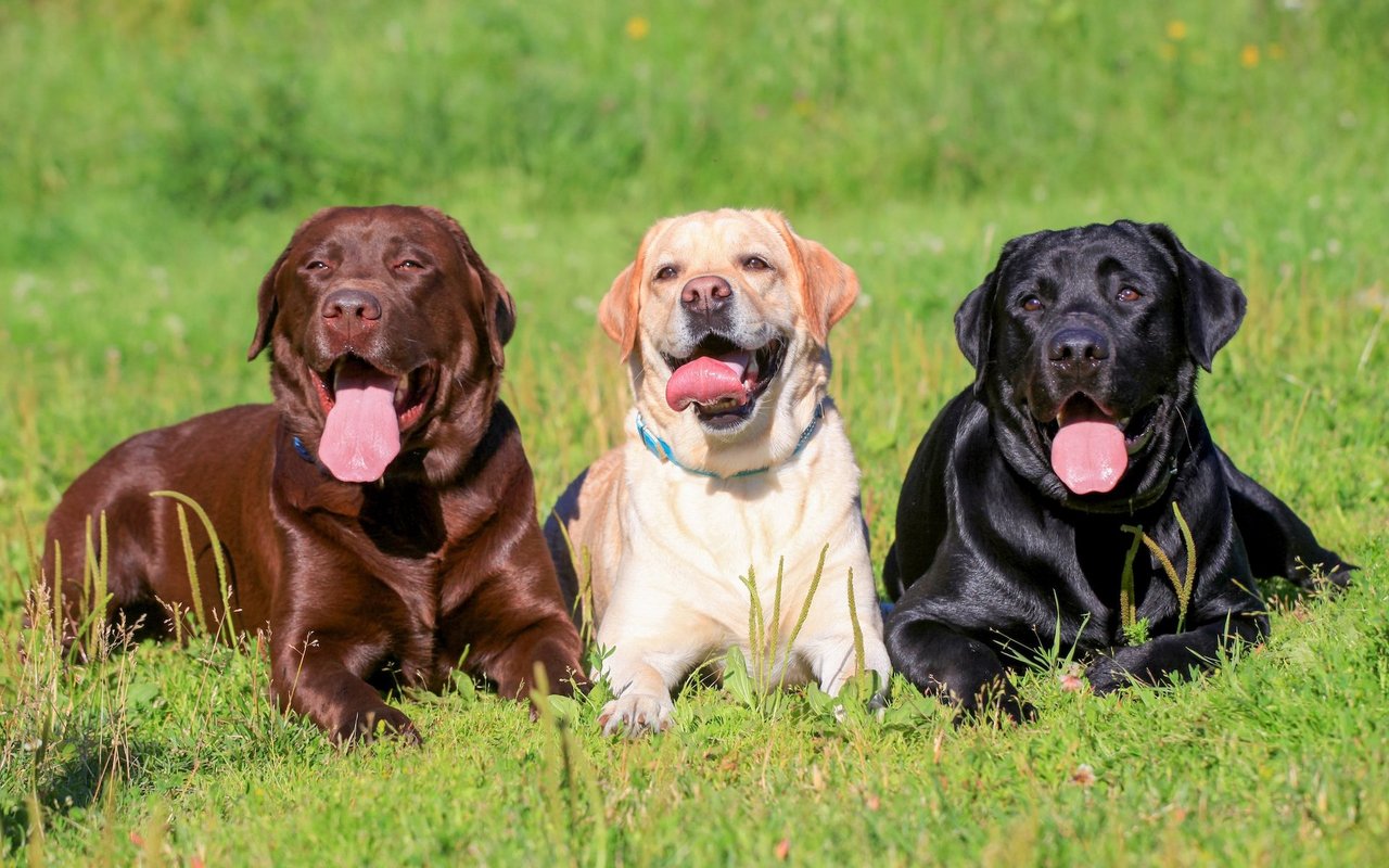 Der Labrador wurde 1903 als eigene Retriever-Rasse anerkannt.