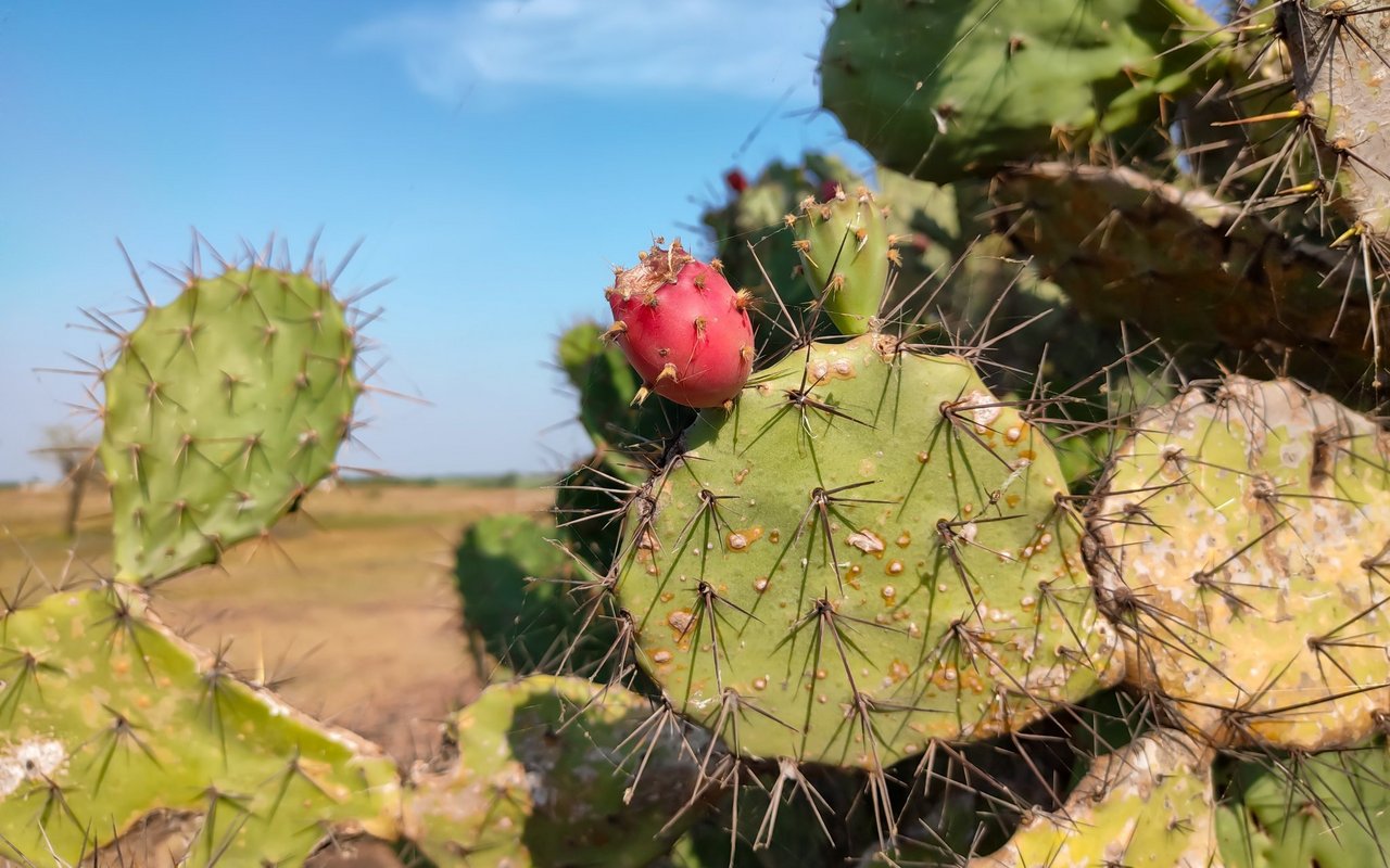 Feigenkaktus (Opuntia ficus-indica)