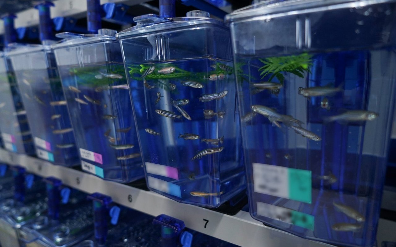 Der Zebrafisch wird wegen seiner schnellen Entwicklung, hohen Vermehrungsrate und genetischen Nähe zum Menschen häufig in der Forschung eingesetzt.