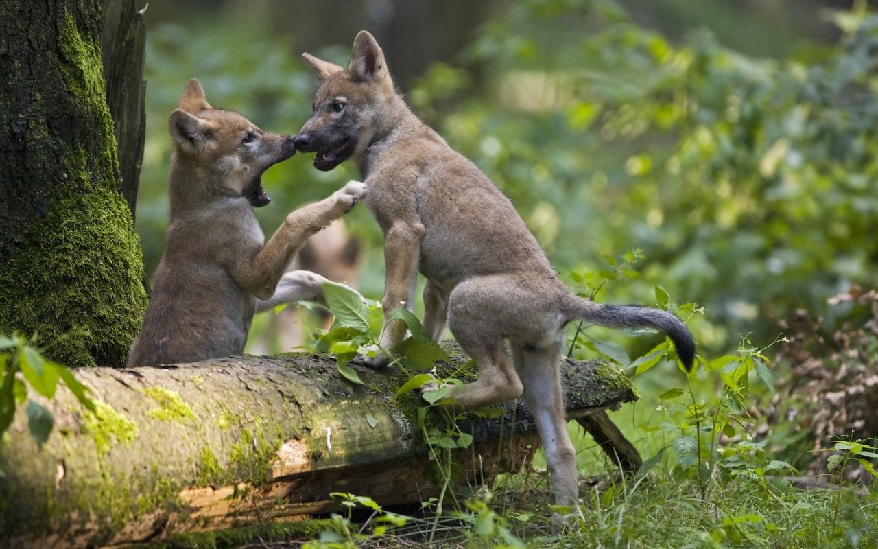 Um die Aufzucht der Welpen kümmern sich auch die älteren Geschwister.